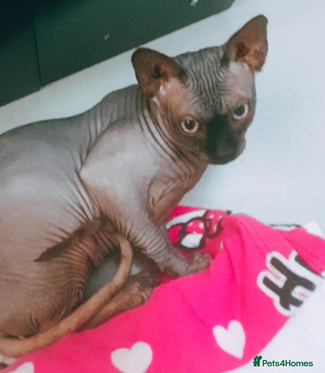 Sphynx cats for stud: Tica Registered Canadian Sphynx in Hull - Image 7
