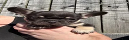 French Bulldog dogs for sale: HEALTH TESTED QUALITY FRENCH BULLDOG PUPPIES - Advert 19