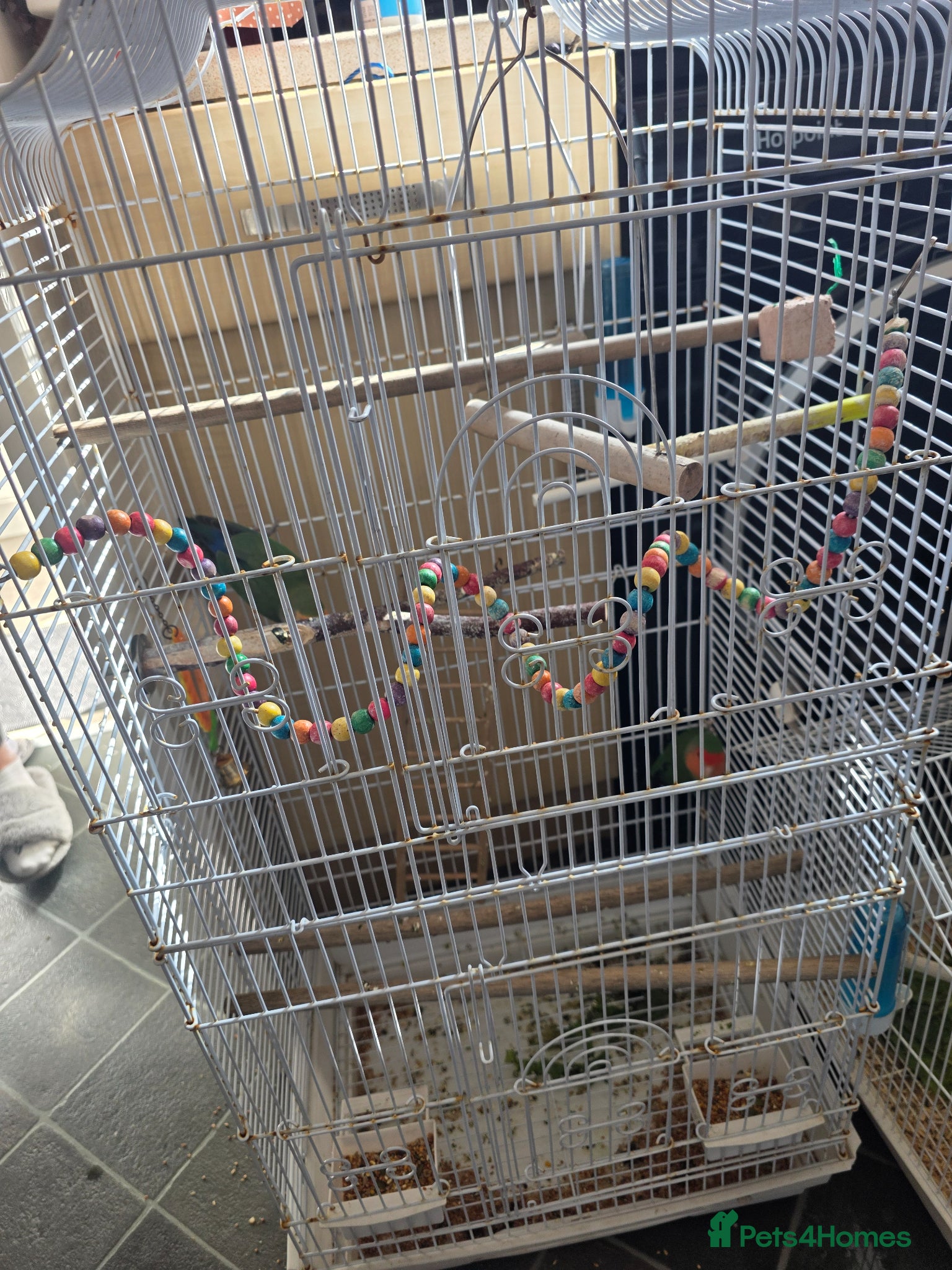 Lovebirds birds Pair of beautiful love birds & cage - Advert 4