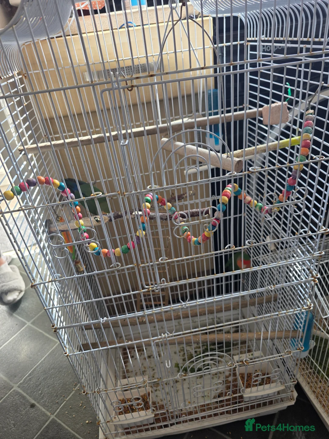 Lovebirds birds for sale: Pair of beautiful love birds & cage - Advert 1