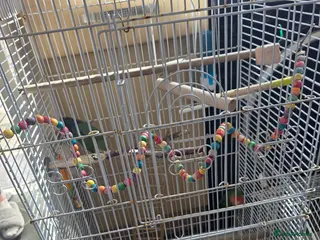 Lovebirds birds Pair of beautiful love birds & cage - Advert 4