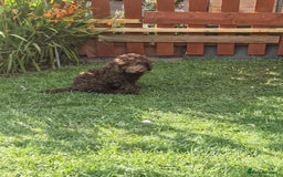 Cockapoo dogs for sale: Cockerpoo 1 boy (brown) and 1 girl (Merle)  - Image 15