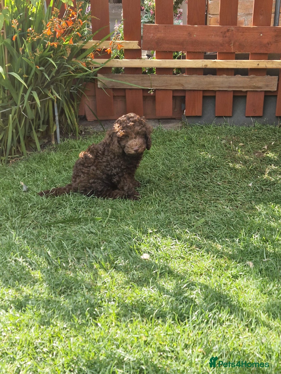 Cockapoo dogs for sale: Cockerpoo 1 boy (brown) and 1 girl (Merle)  - Image 15