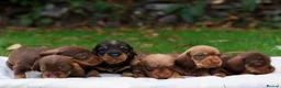 Dachshund dogs for sale: Standard Teckel wire haired Daschund’s   - Advert 4