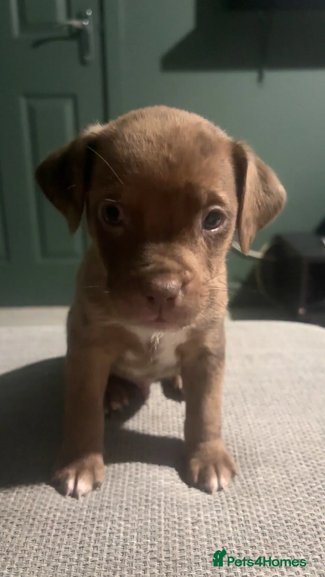 Mixed Breed dogs for sale: ‼️American bully x springer spaniel puppies ‼️  - Advert 21