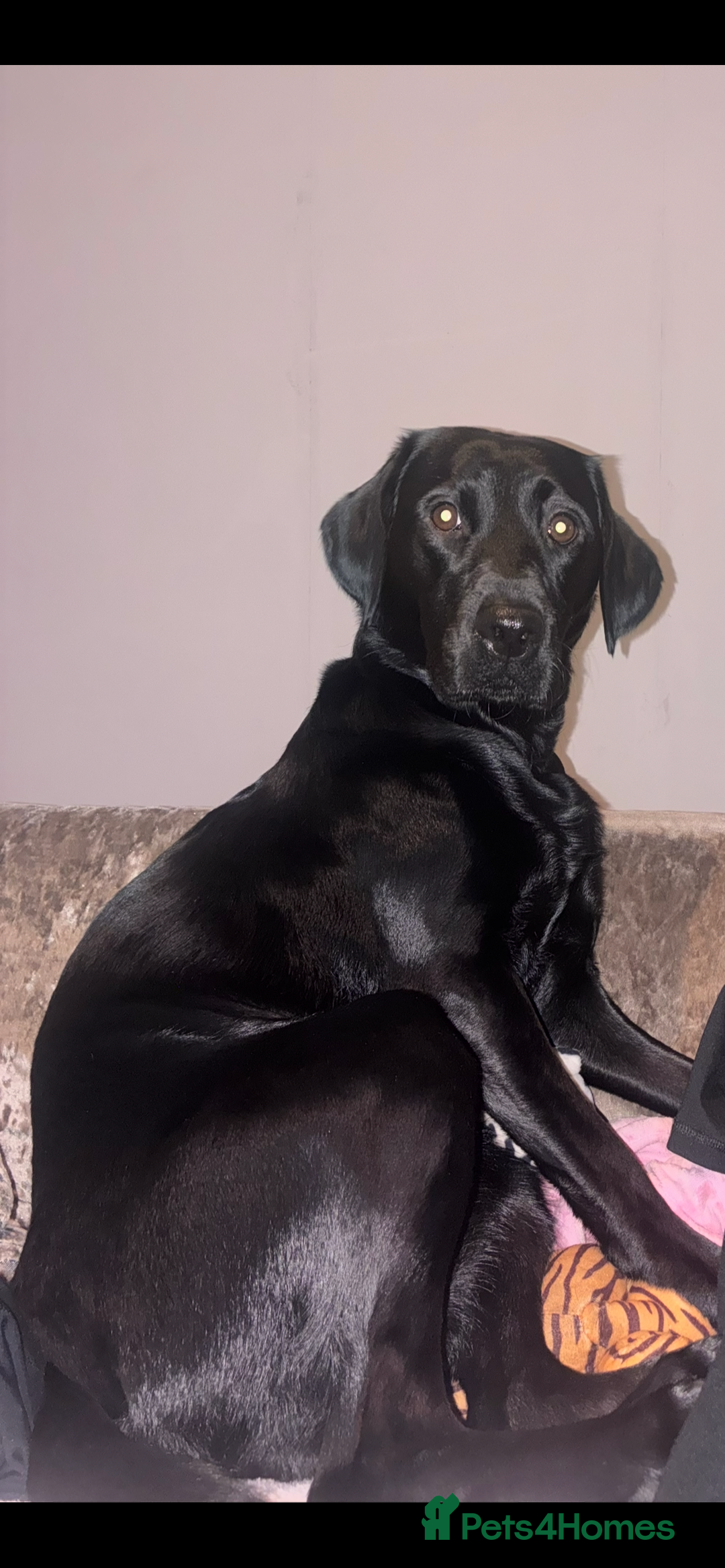 Labrador Retriever dogs for sale: STUNNING KC REGISTERED PEDIGREE LABRADOR PUPPIES - Advert 2