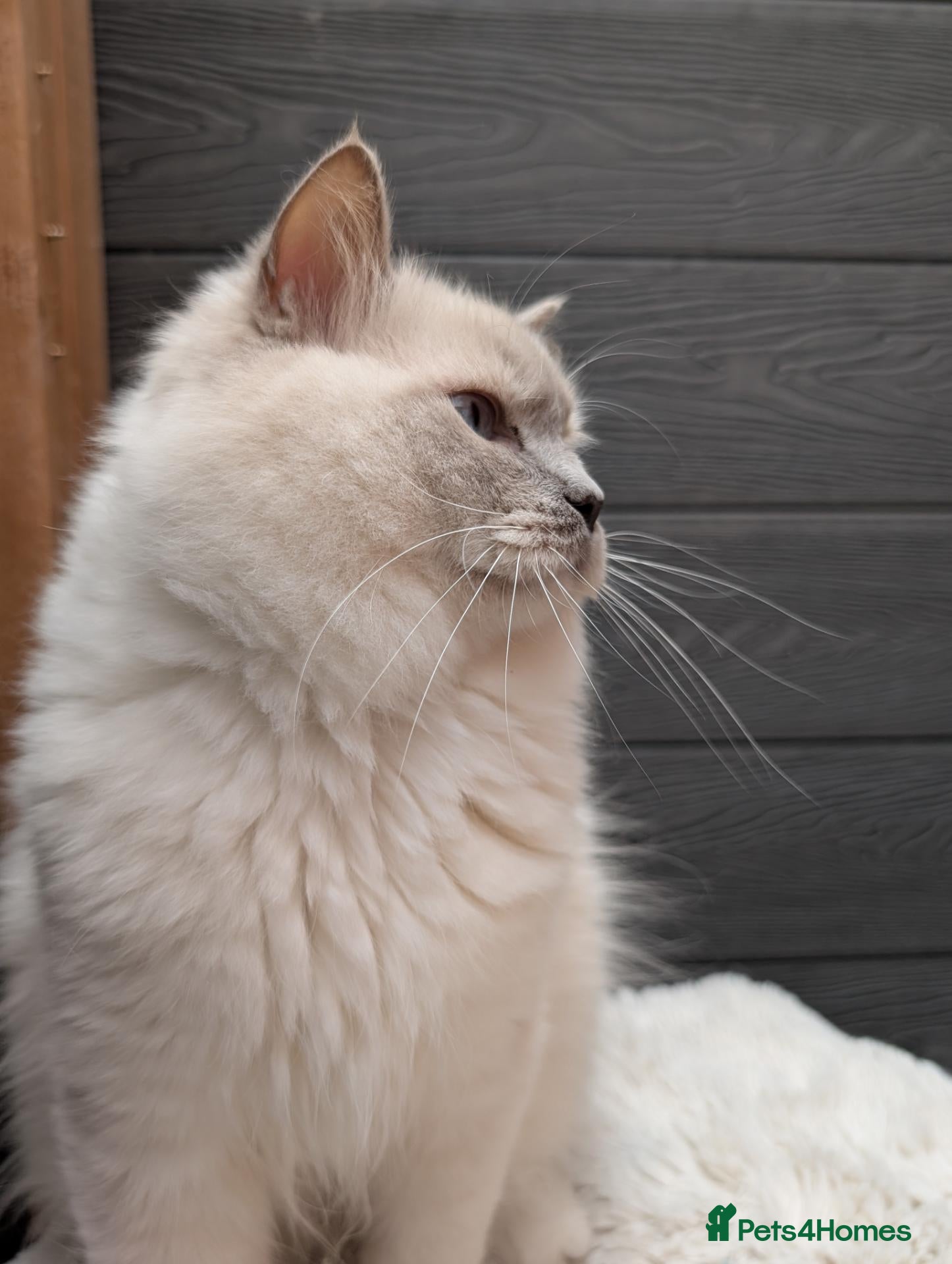 Ragdoll cats Stude boy blue mitted  - Advert 2