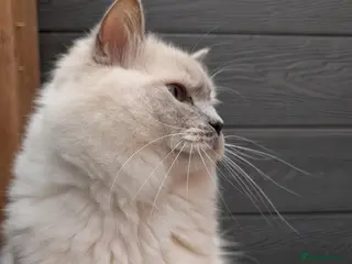 Ragdoll cats Stude boy blue mitted - Advert 2