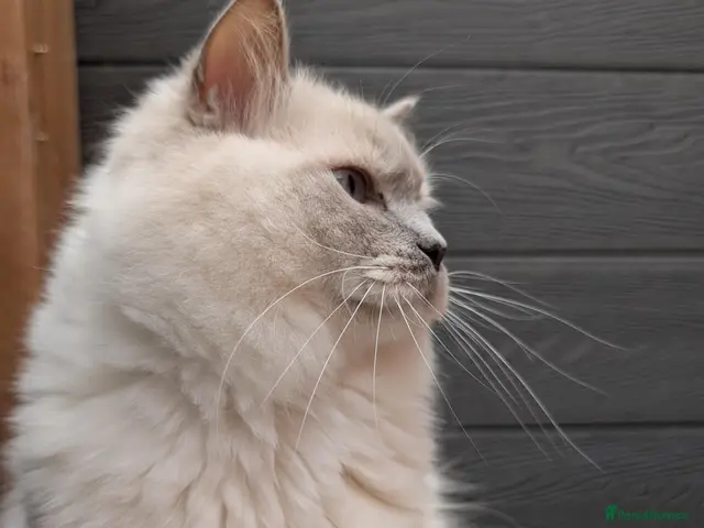 Ragdoll cats Stude boy blue mitted - Advert 2