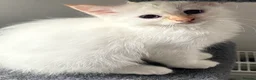 Birman cats for sale: Adorable GCCF registered Birman kittens - Advert 2
