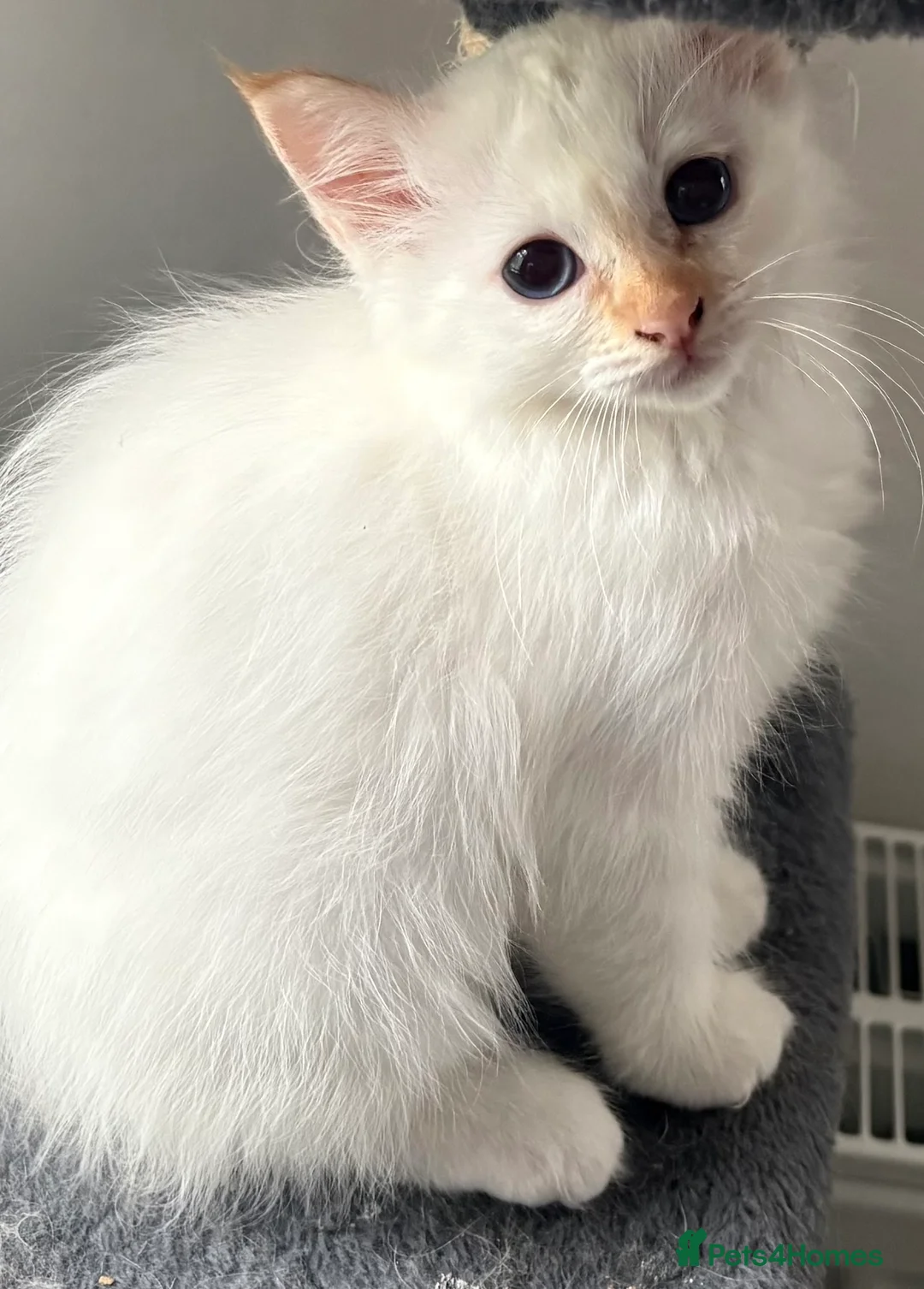 Birman cats for sale: Adorable GCCF registered Birman kittens - Advert 2