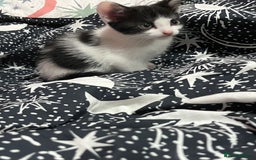 Mixed Breed cats for sale: Beautiful kittens - Image 6