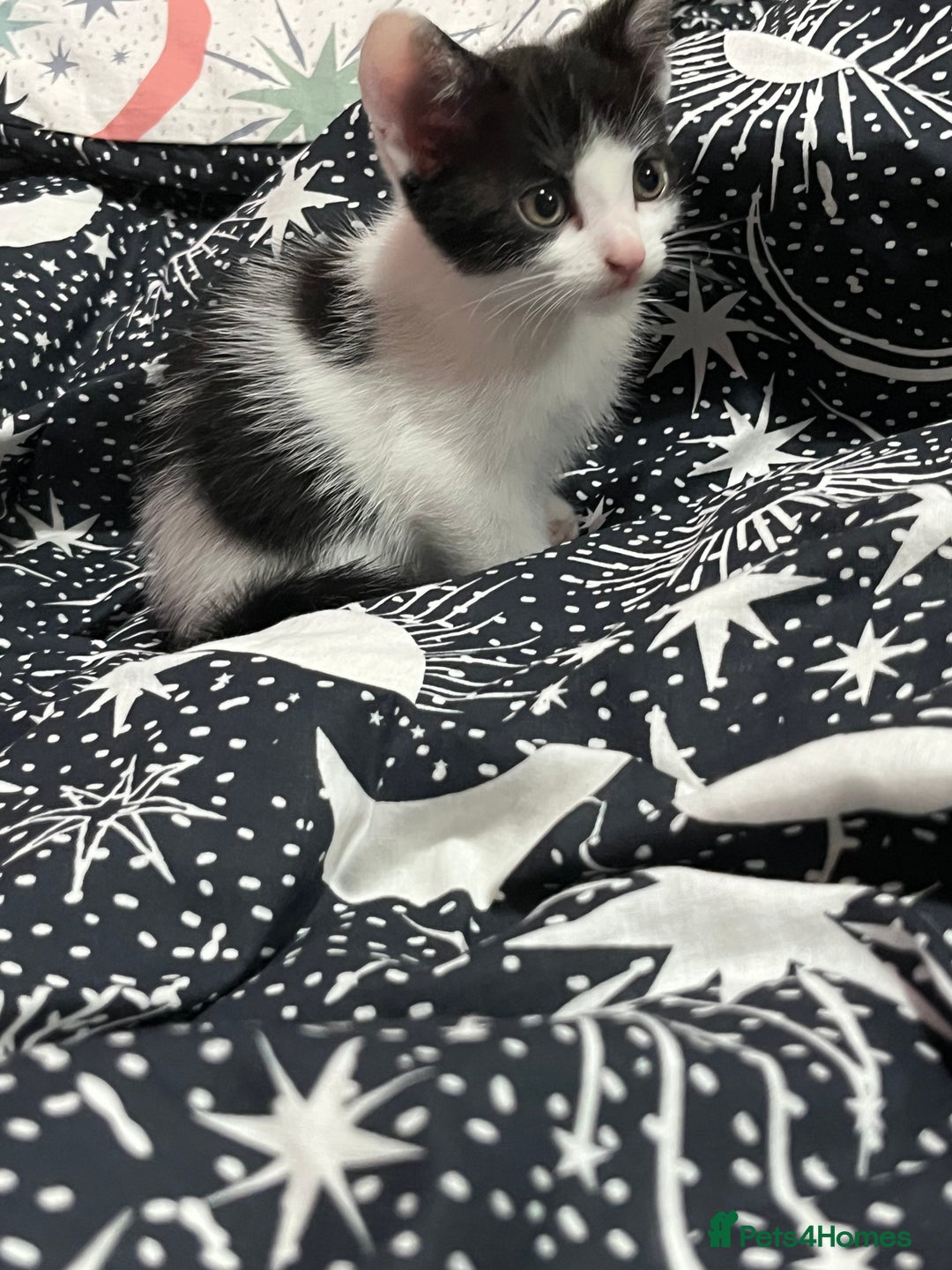 Mixed Breed cats for sale: Beautiful kittens - Image 6