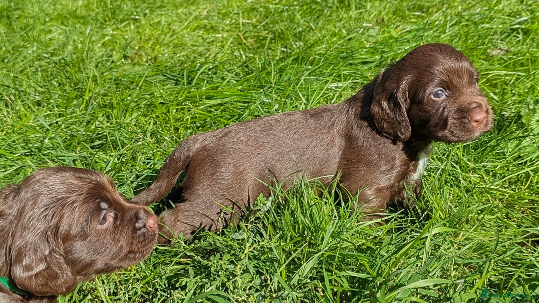Sprocker dogs for sale: F1 health tested working Sprockers - Image 7