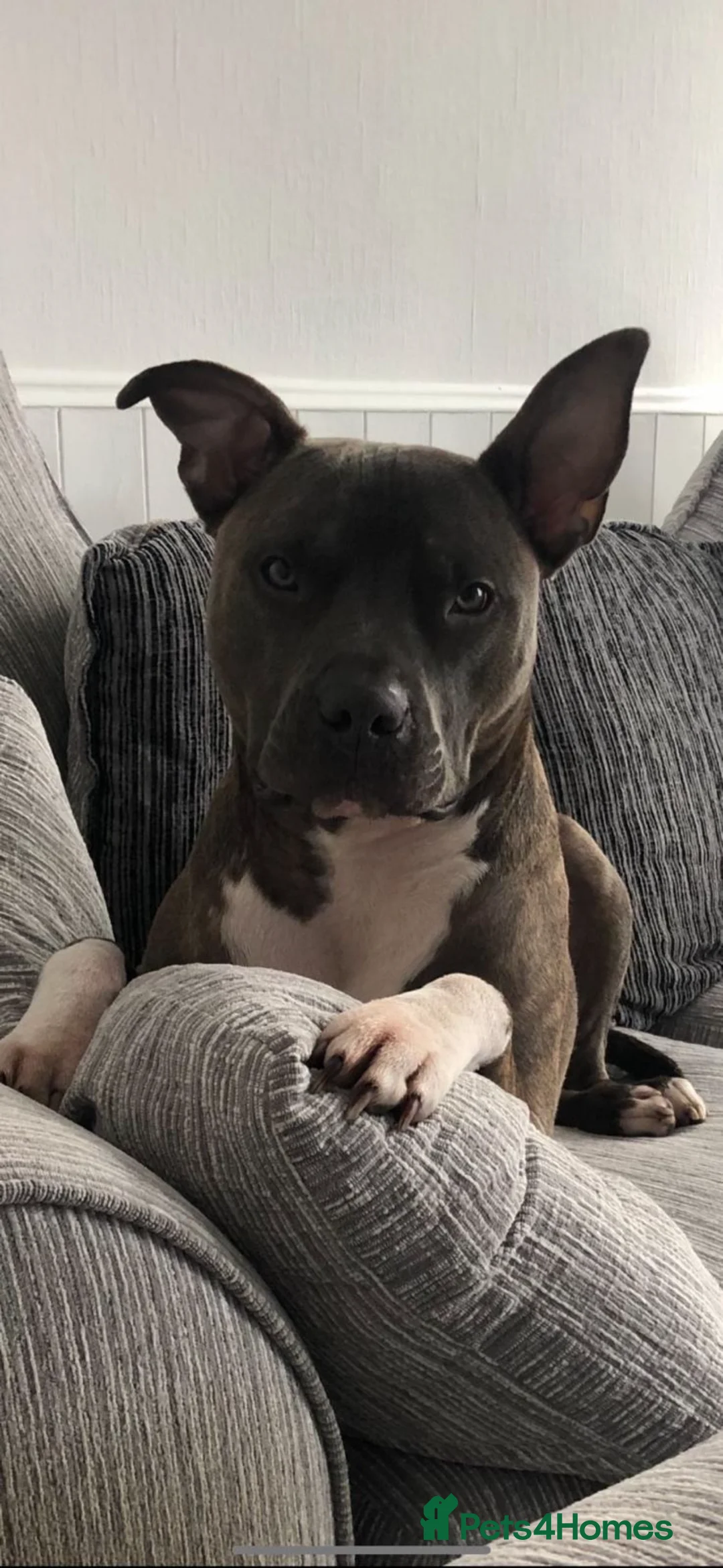 Staffordshire Bull Terrier dogs for sale: Blue brindle staffy boy  - Advert 1
