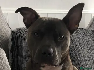 Staffordshire Bull Terrier dogs Blue brindle staffy boy - Advert 8