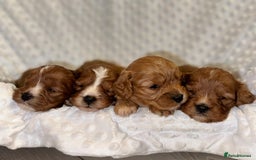 Cavapoo dogs for sale: 🐾 Tiny F1 Cavapoo Puppies – 3 Girls & 1 Boy! 🐾 - Image 4