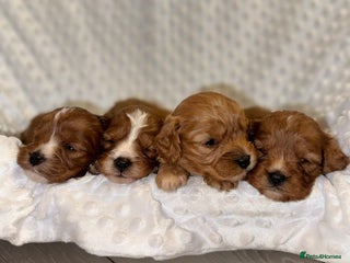 Cavapoo dogs - Advert 21