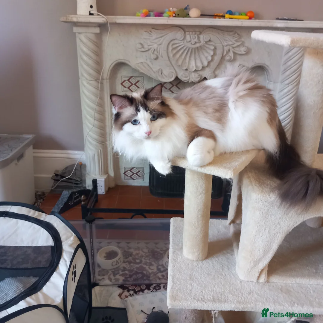 Ragdoll cats for sale: Stunning GCCF Registered Ragdoll kittens in Redruth - Advert 1