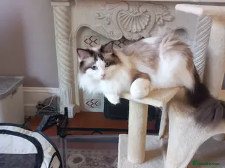 Ragdoll cats Stunning GCCF Registered Ragdoll kittens - Advert 10