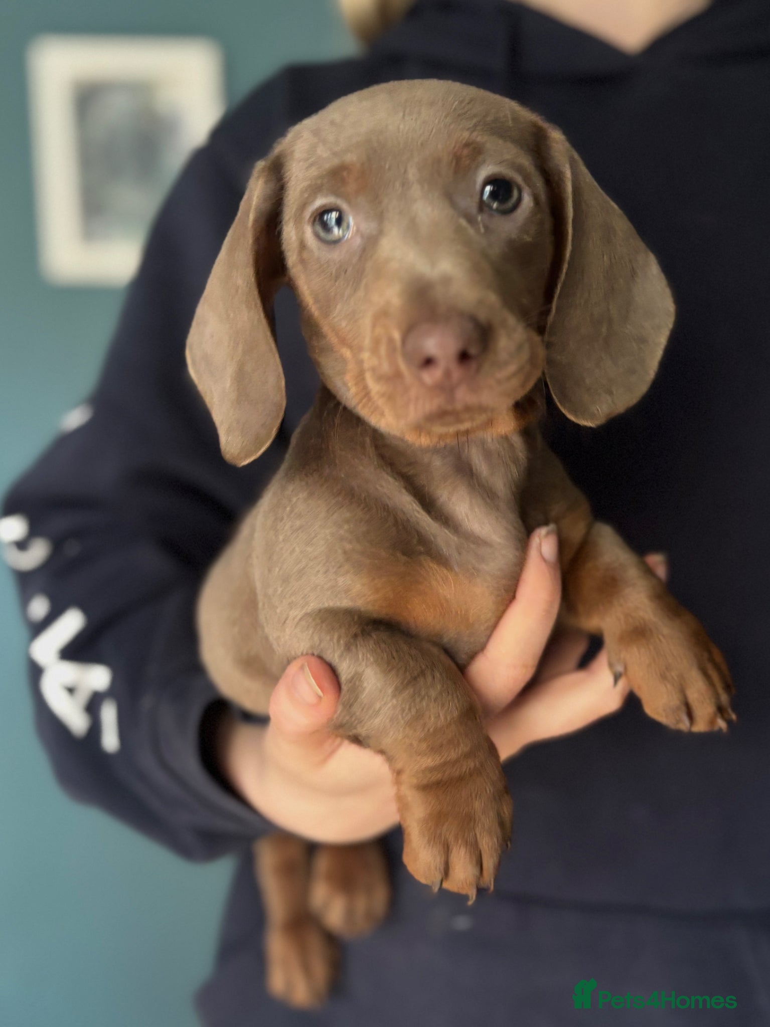 Miniature Dachshund dogs Gorgeous mini dachshunds  - Advert 3