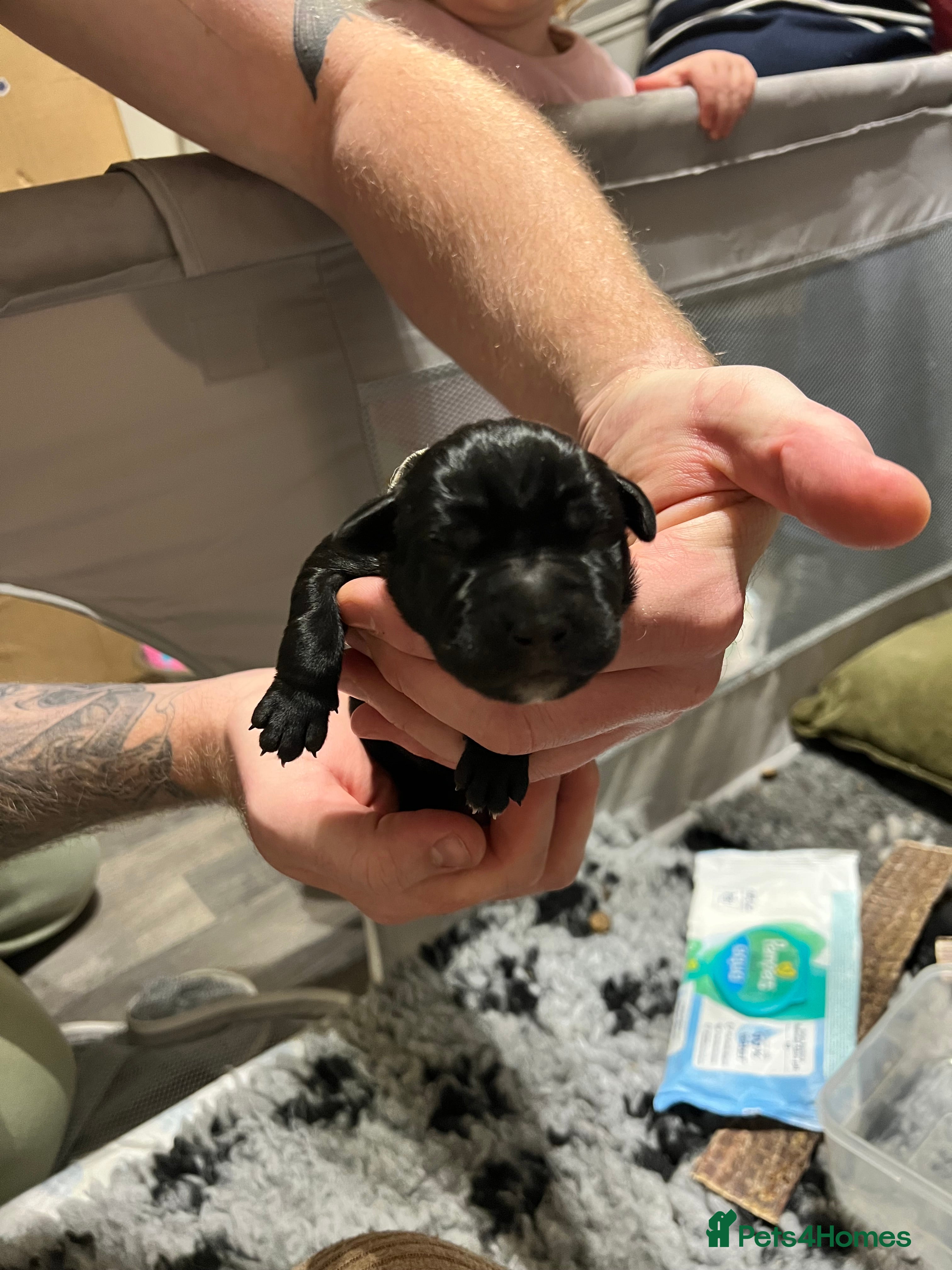 Cane Corso dogs Cane Corso puppies family reared no expense spared - Advert 7