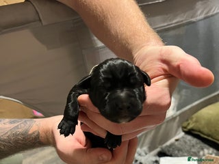 Cane Corso dogs Litter of 10 cane corso puppies family reared - Advert 10