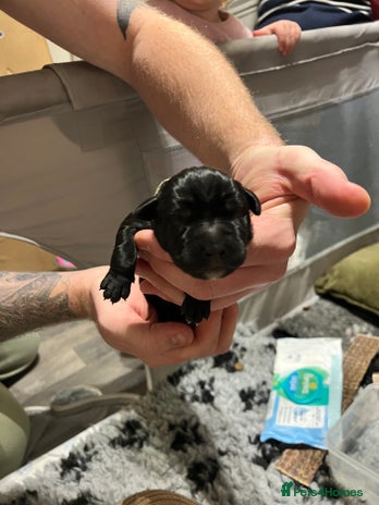 Cane Corso dogs Litter of 10 cane corso puppies family reared - Advert 1