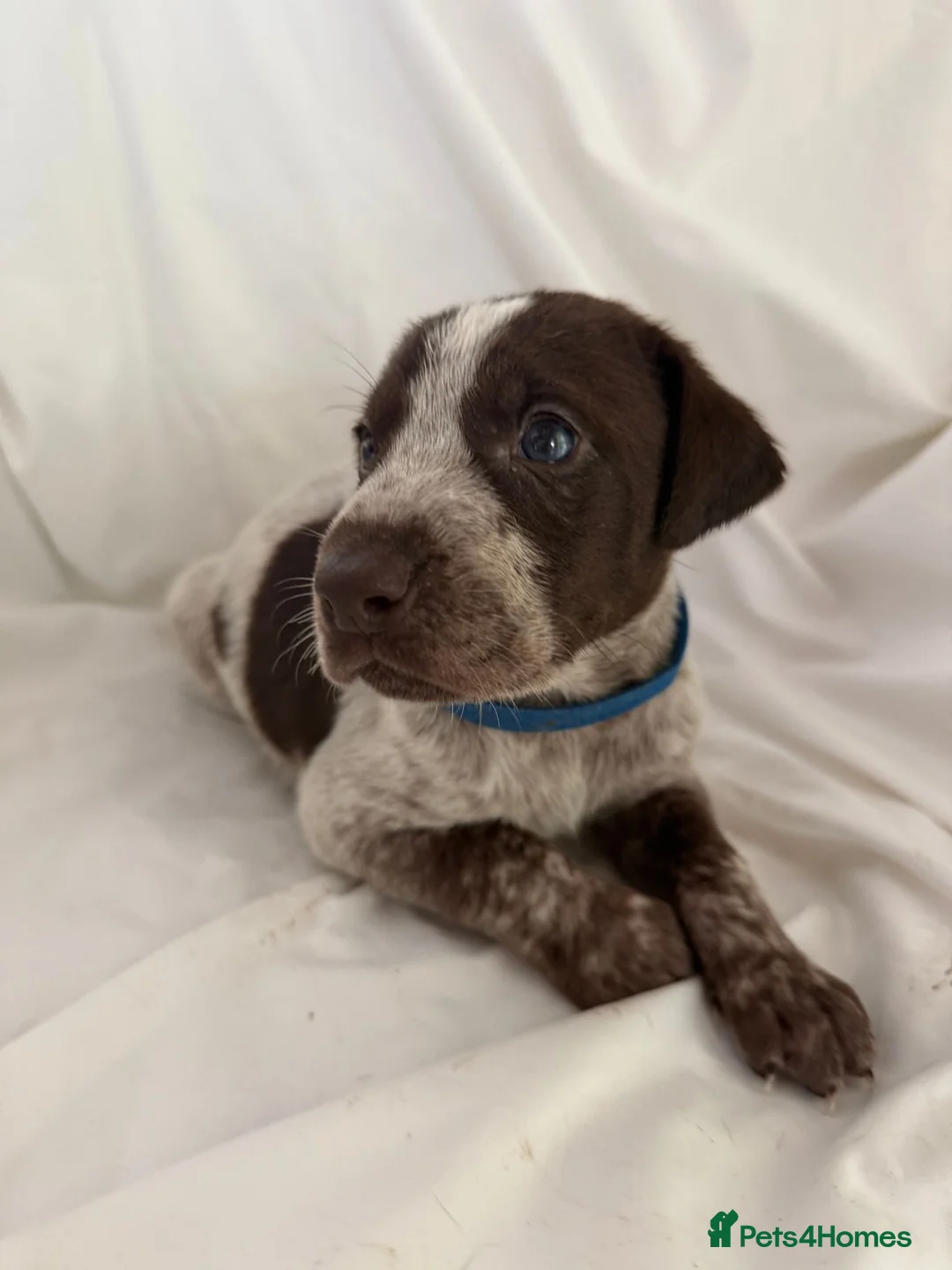 Mixed Breed dogs for sale: 1 GIRL READY TO GO GWP X Weimsky puppies for sale - Advert 38
