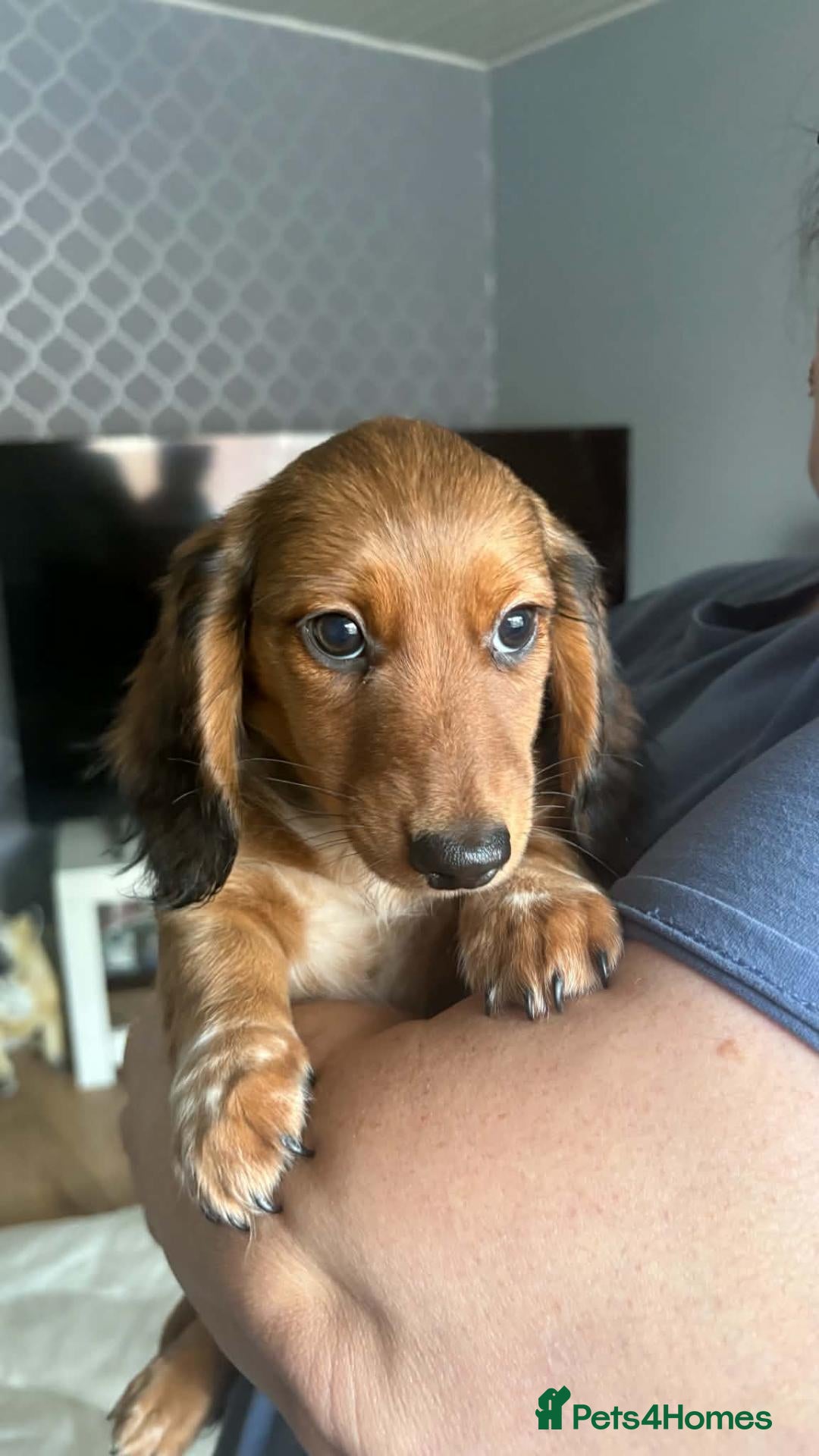 Dachshund dogs   Mini KC-registered longhaired dachshund puppies  - Advert 1