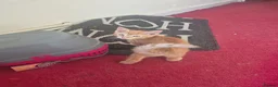 Mixed Breed cats for sale: Cute ginger kitten - Advert 5