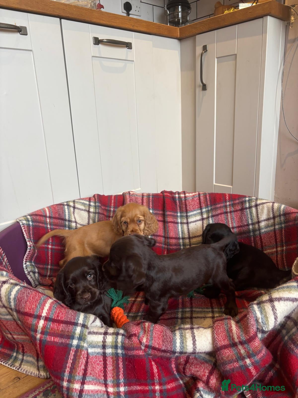 Cocker Spaniel dogs Beautiful  cocker spaniel puppies - Advert 2