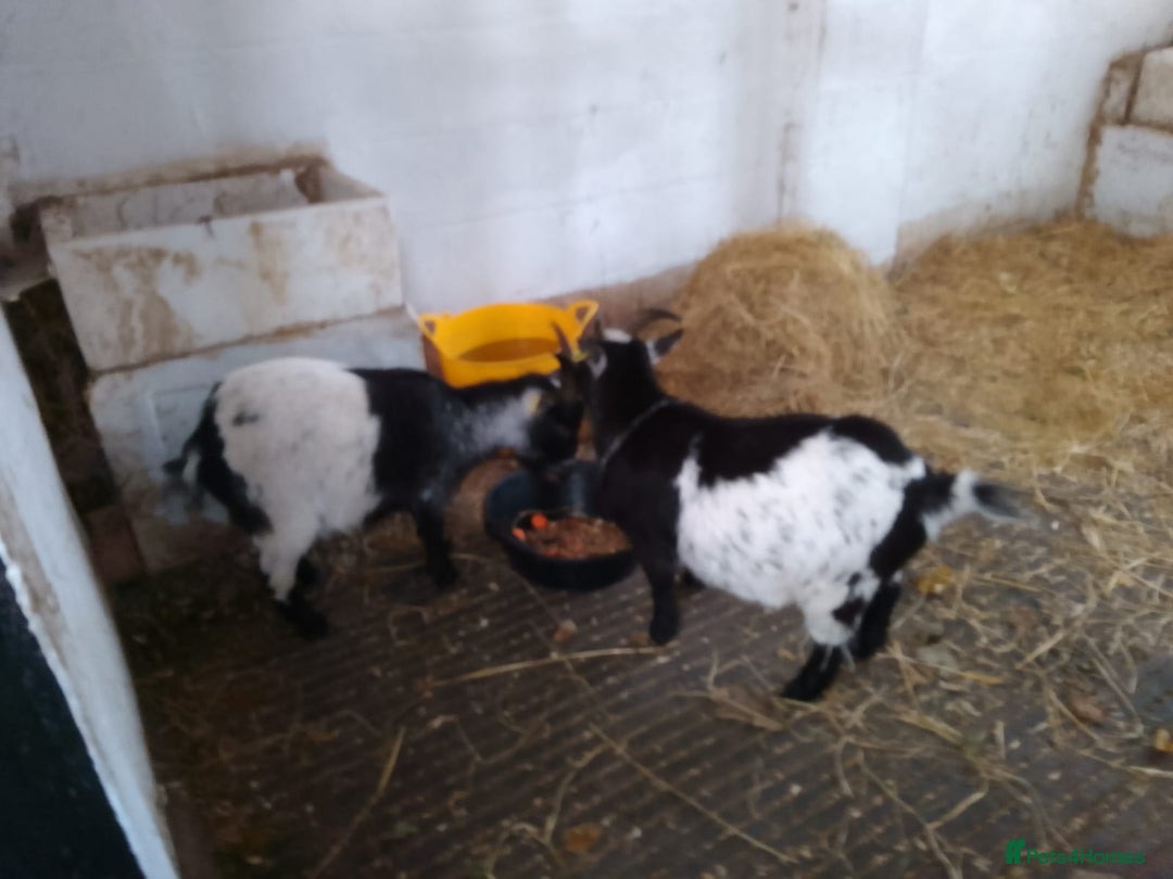 Goats livestock for sale: 2 Pygmys  - Image 2