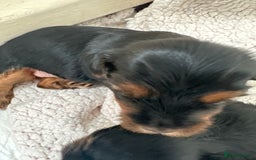 Yorkshire Terrier dogs for sale: Yorkshire terrier puppies  - Image 9