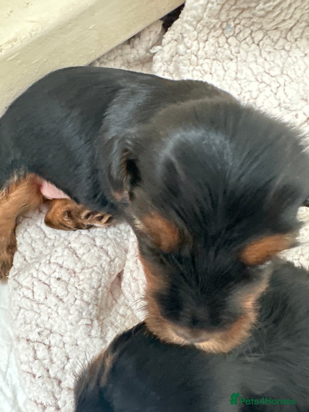 Yorkshire Terrier dogs for sale: Yorkshire terrier puppies  - Image 9