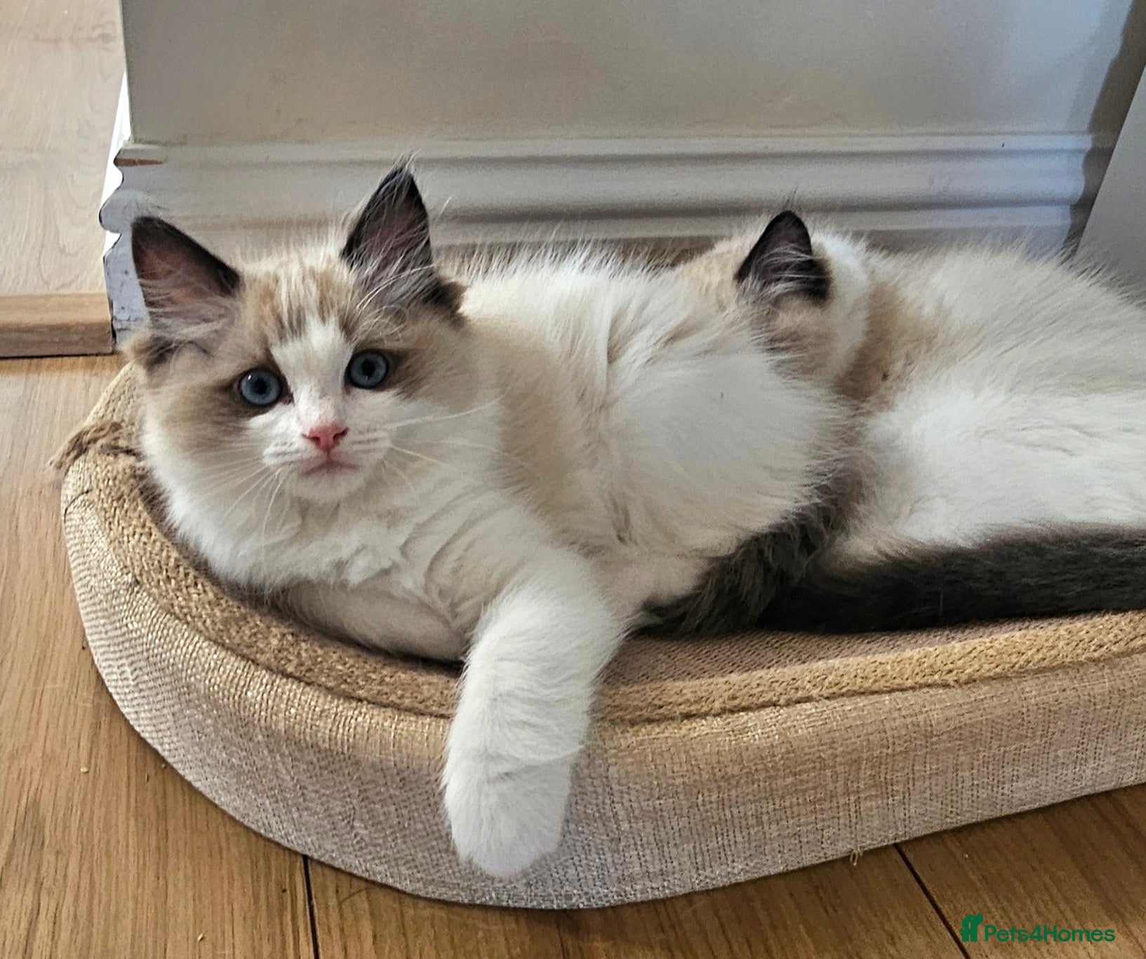 Ragdoll cats Ragdoll Tica Pedigree kittens - Advert 4