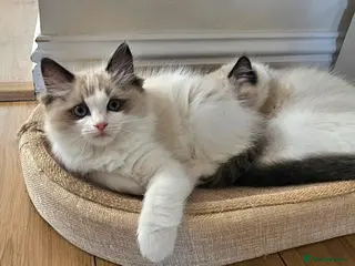 Ragdoll cats Ragdoll Tica Pedigree kittens - Advert 4