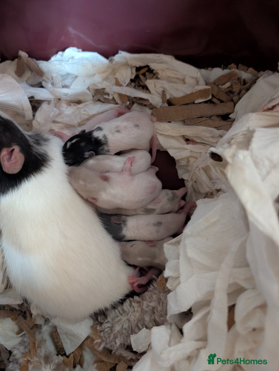 Rat rodents for sale: Rex baby rats !! - Advert 1