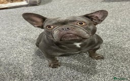 Mixed Breed dogs for sale: French Bulldog x Chichuhua - Image 21