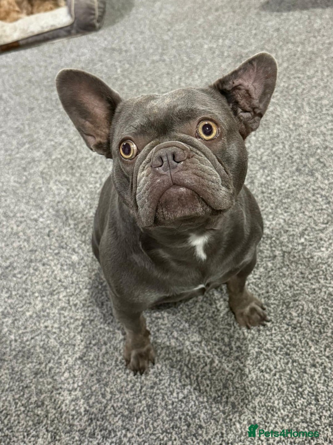 Mixed Breed dogs for sale: French Bulldog x Chichuhua - Image 21