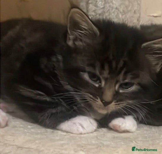 Mixed Breed cats Fluffy tabby kittens  - Advert 1
