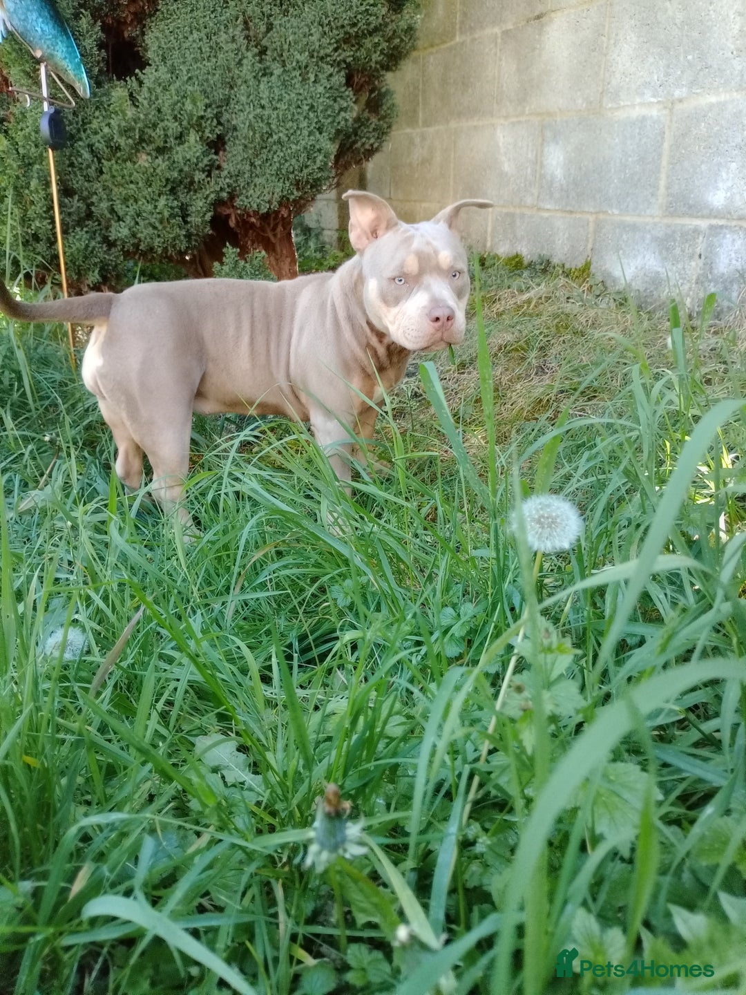 American Bully dogs for sale: American pocket bully  - Image 11
