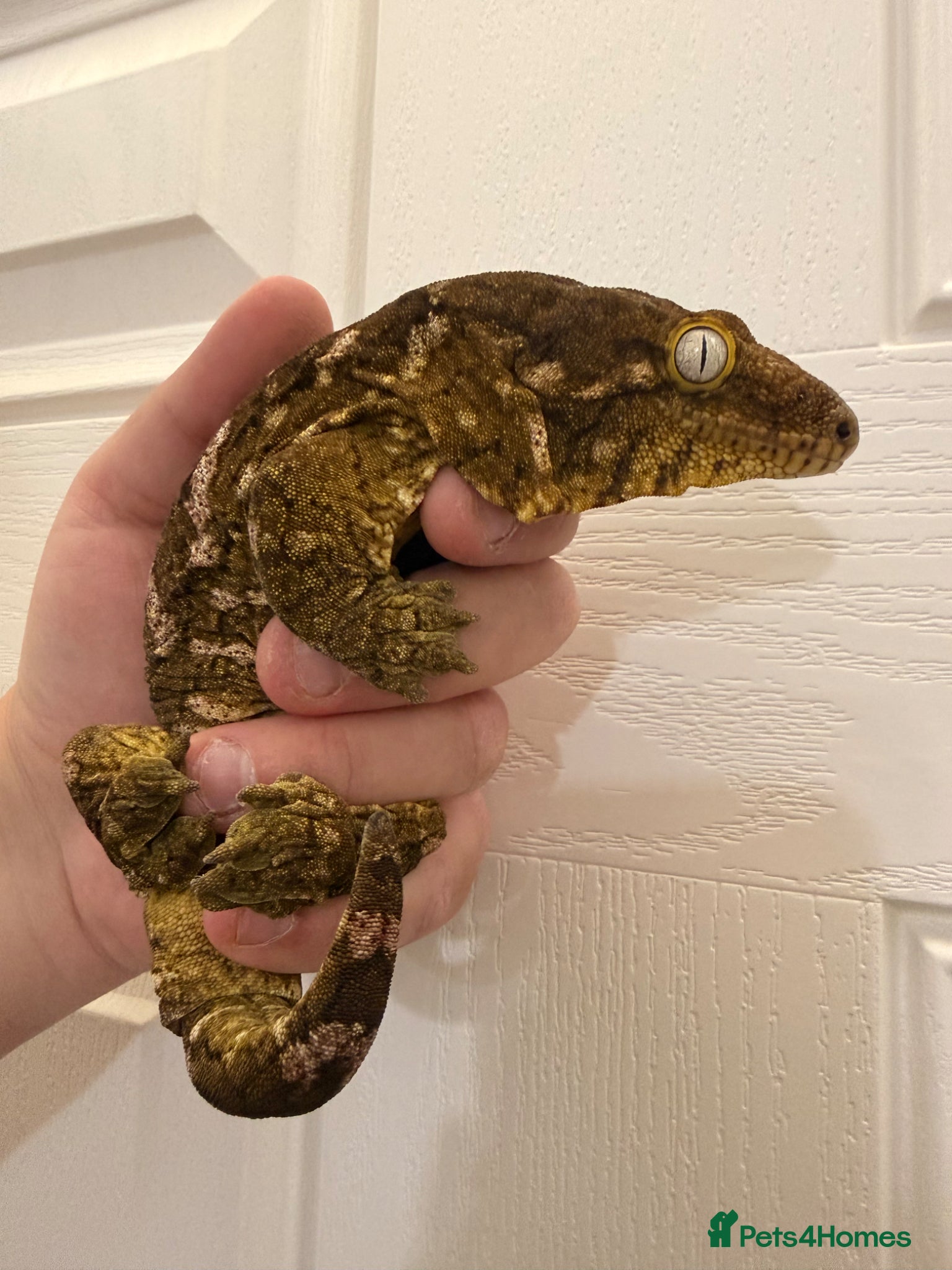 Gecko reptiles Male Mario Leachie Gecko  - Advert 2