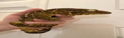 Gecko reptiles for sale: Male Mario Leachie Gecko  - Advert 1