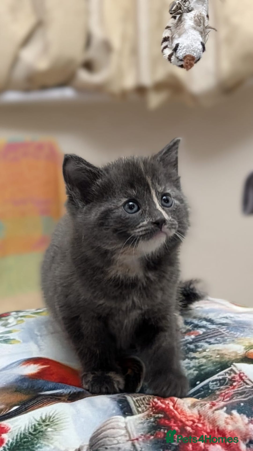 European cats for sale: 4 beautiful kittens for sale - Advert 7