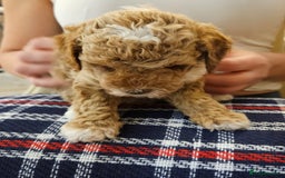 Cockapoo dogs for sale: Beautiful Toy f2 Cockapoos  - Image 12