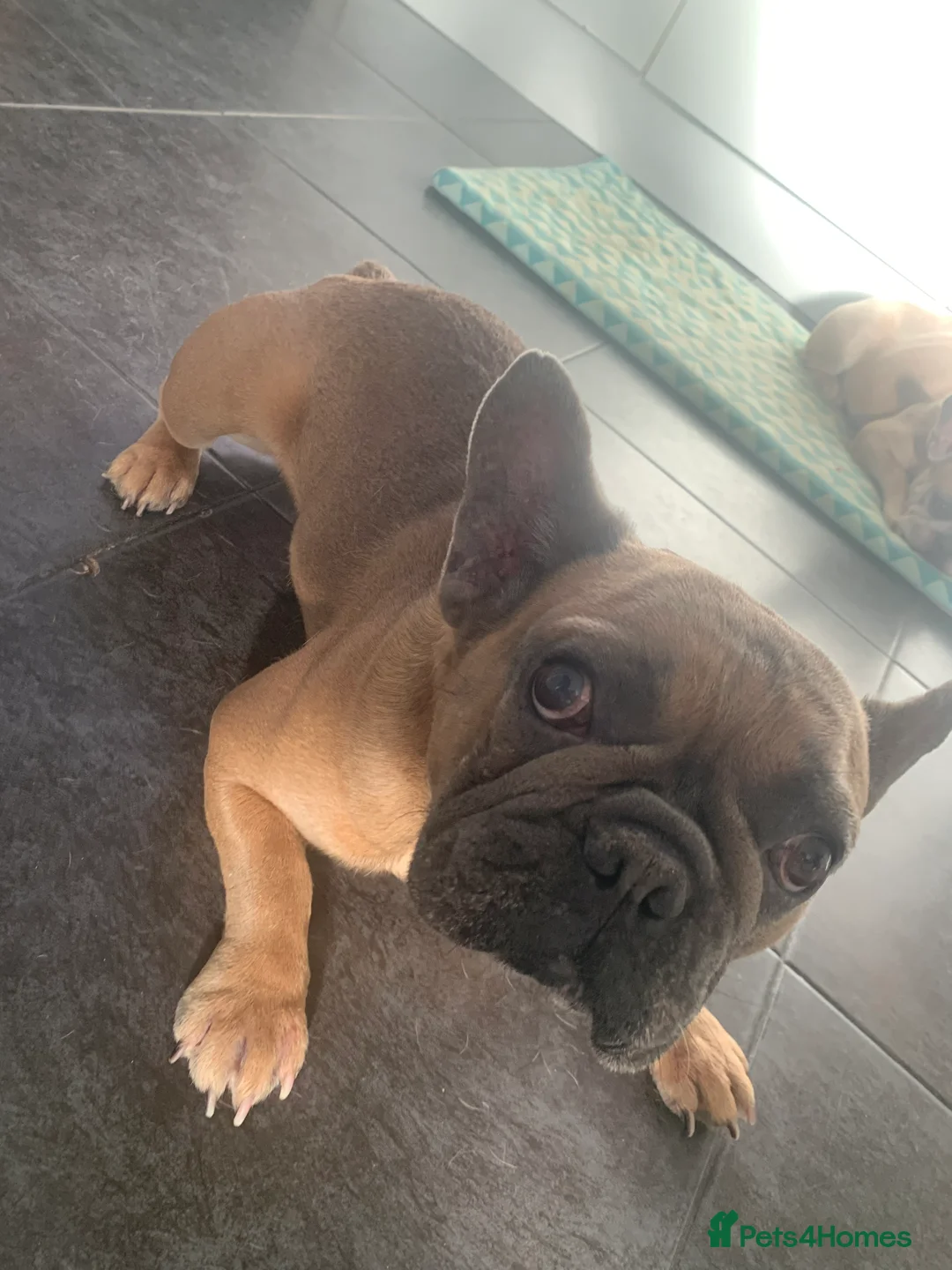 French Bulldog dogs for sale: Looking for a new home - Advert 5