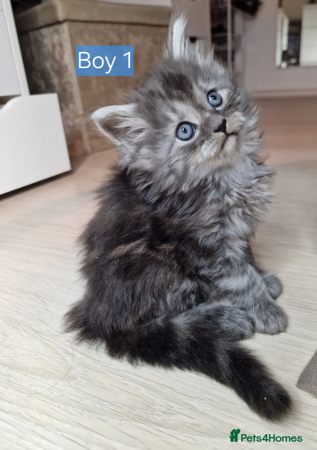 Maine Coon cats for sale: 4 mainecoon kittens looking for home in Bury - Advert 4