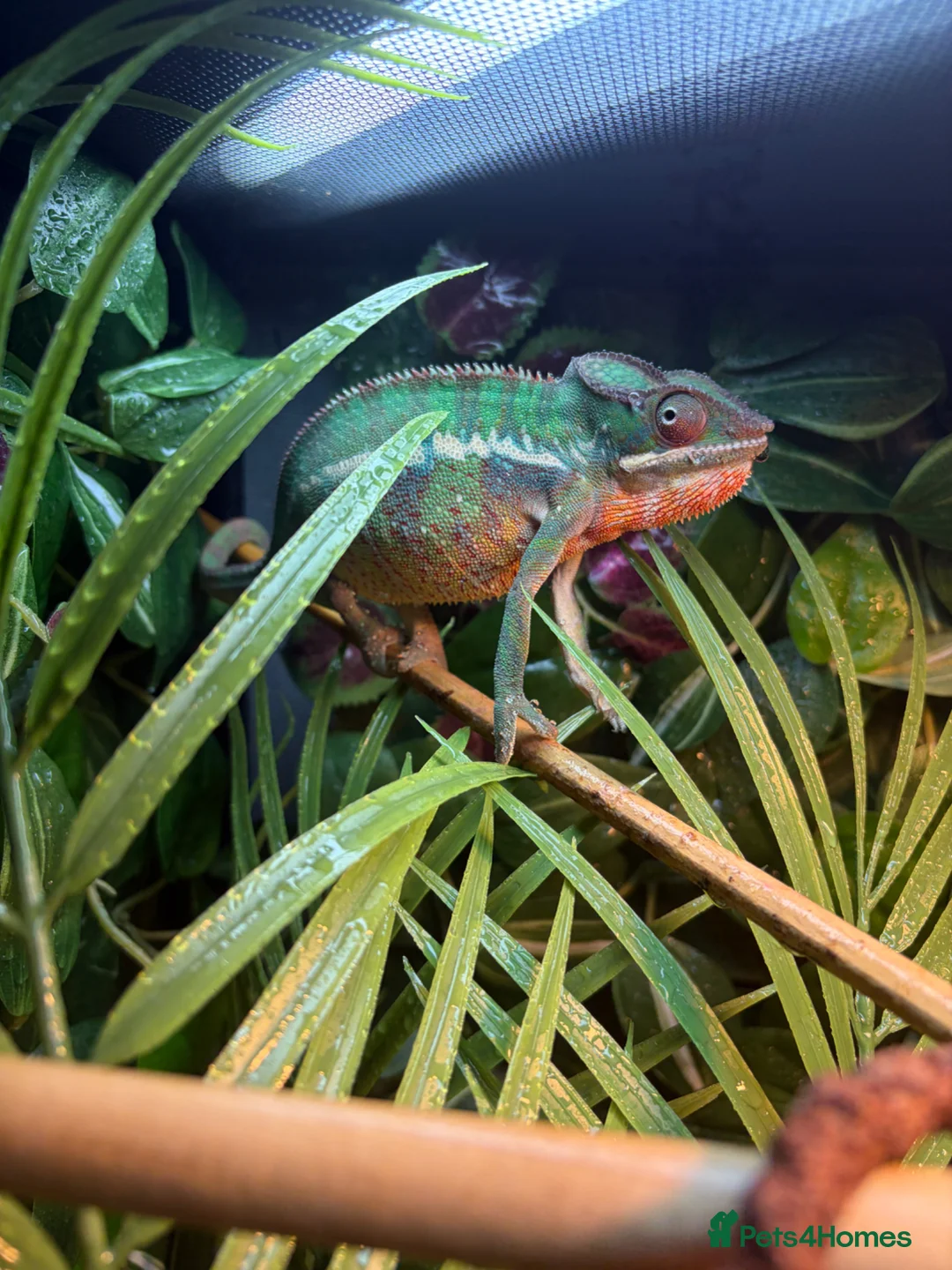 Chameleon reptiles for sale: Male panther chameleon  in King's Lynn - Advert 2