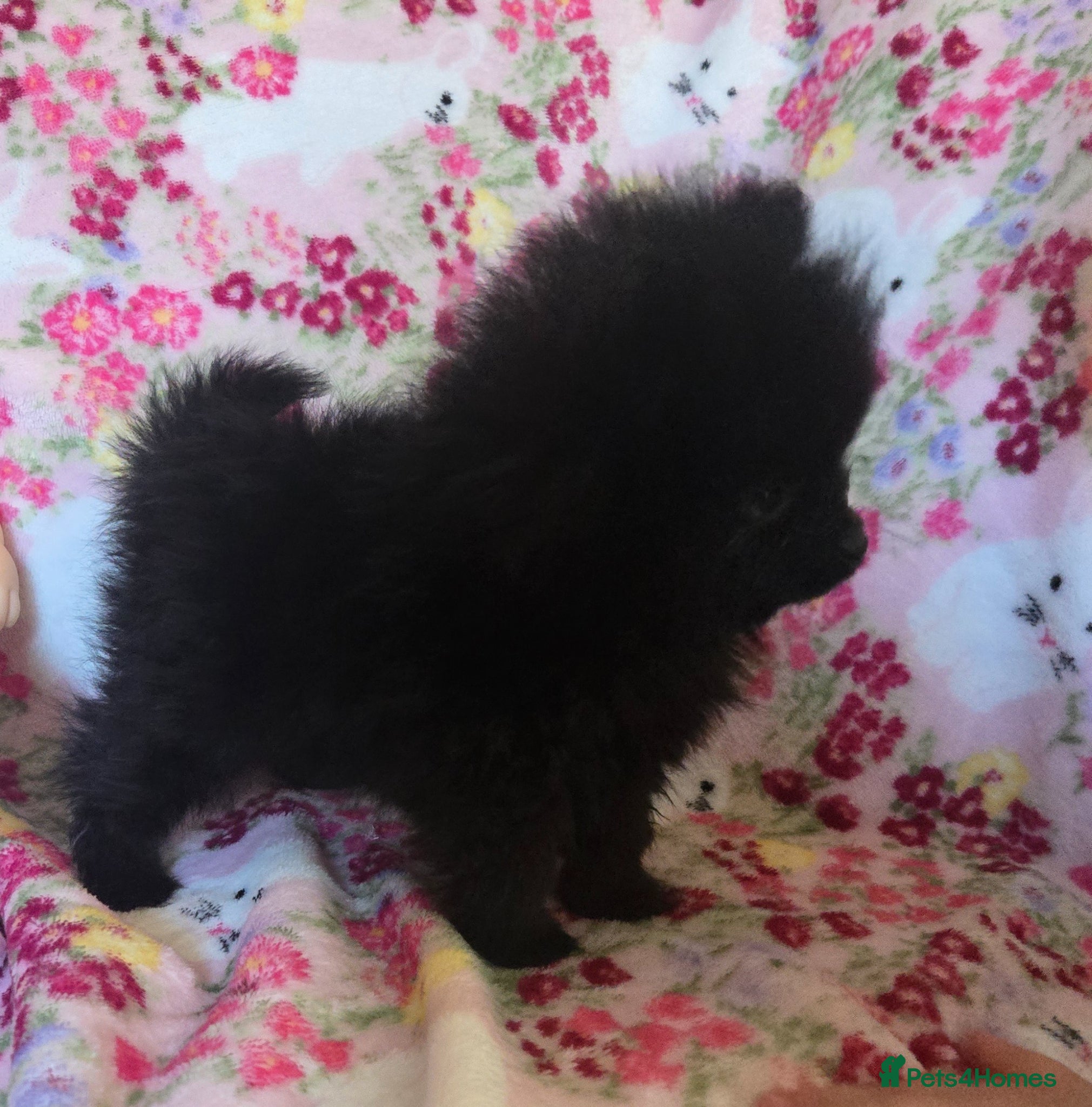 Pomeranian dogs Only one Beautiful little girl left  - Advert 4